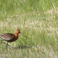 Iceland-20220608-103207-IMG 1626 1