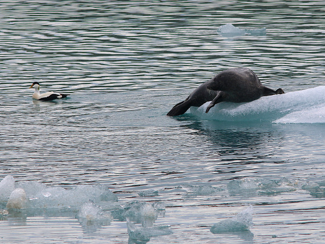 Iceland-20220611-173318-IMG 2926 1