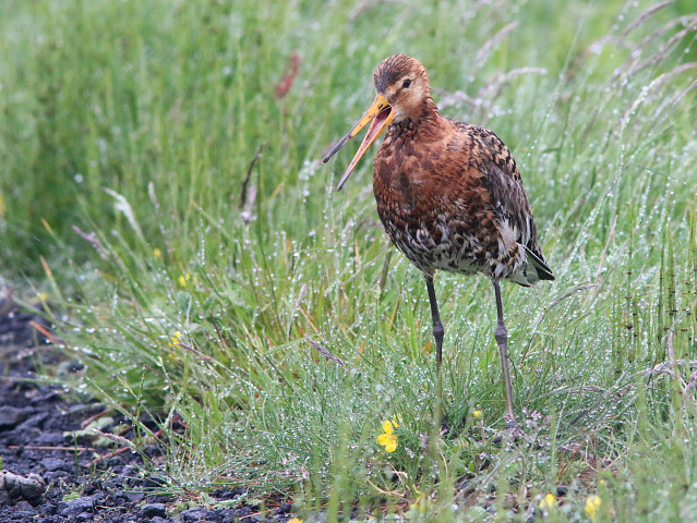 Iceland-20220613-182933-IMG 3118 1