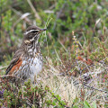 Iceland-20220607-124800-IMG 0608 1