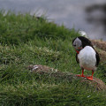 Iceland-20220609-192612-IMG 1956 1