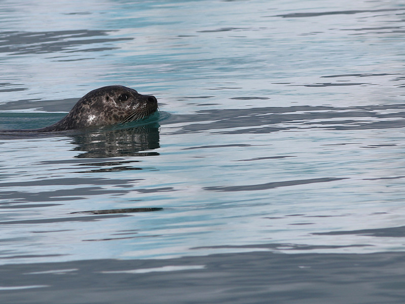 Iceland-20220611-155915-IMG 2718 1