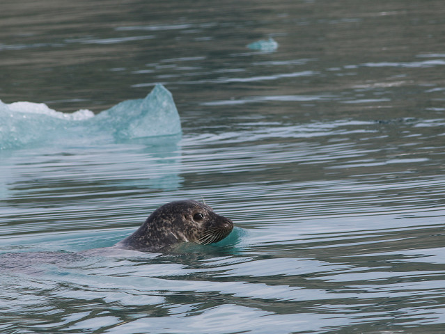 Iceland-20220611-155933-IMG 2733 1