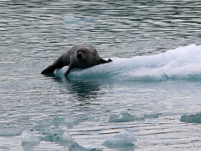 Iceland-20220611-173323-IMG 2930 1