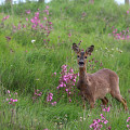Ecosse-20230528-110108-IMG 4545 1