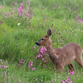 Ecosse-20230528-110110-IMG 4546 1